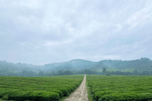 径山竹茶园园区景观图