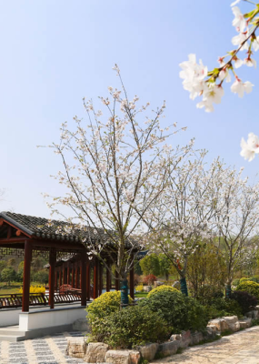 栖凤山国际人文陵园景观图