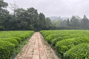 径山竹茶园园区景观图