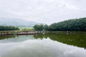 径山竹茶园园区景观图